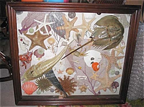 Victorian Shadow Boxes W/ Shells
